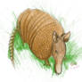 Armadillo