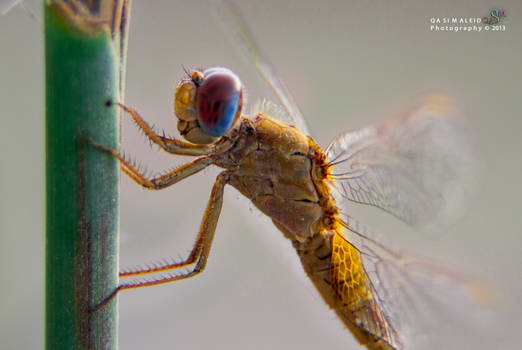 praying mantis