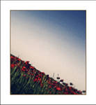 red poppies... by gonzofoto