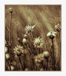 The soul of spring by gonzofoto