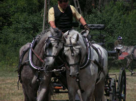 Two horses