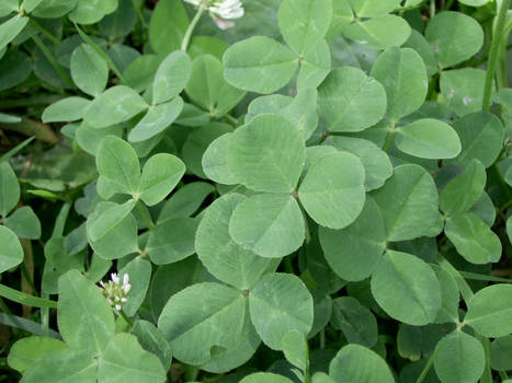 Clovers