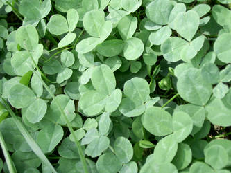 Clover field