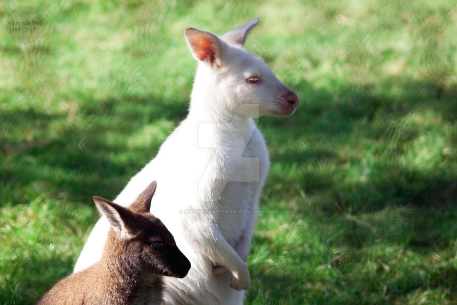 Kangaroos by ellenelisabeth on DeviantArt