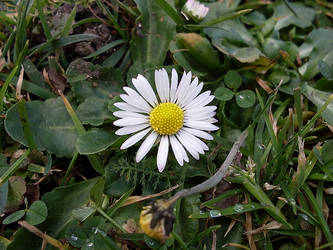 Daisy on january9