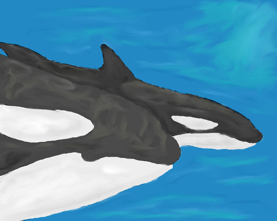 Orca Pair by HikariItami on DeviantArt