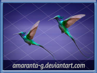 Hummingbird-Amaranta.G