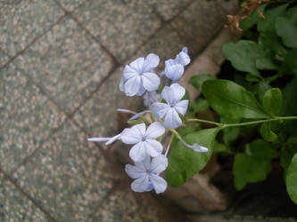 Little blue flowers