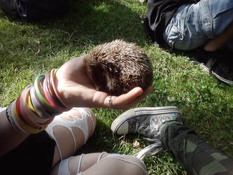Hedgehog and hand