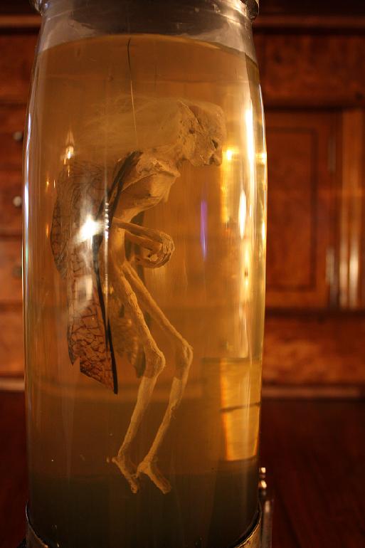 Fairy in jar - detail