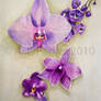 Purple Orchids