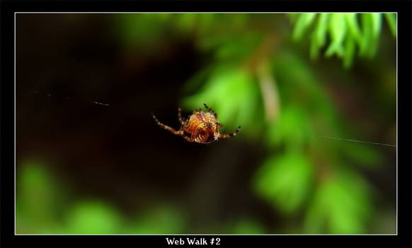 Web Walk II