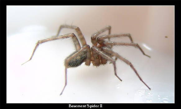 Basement Spider II
