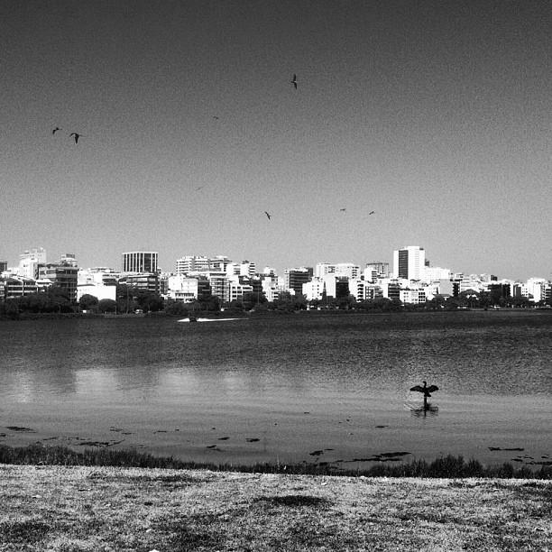 bird on lagoon 2