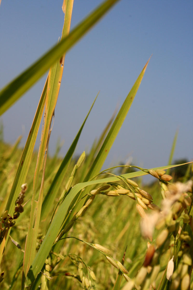 Rice Paddys by stephanieemma on DeviantArt