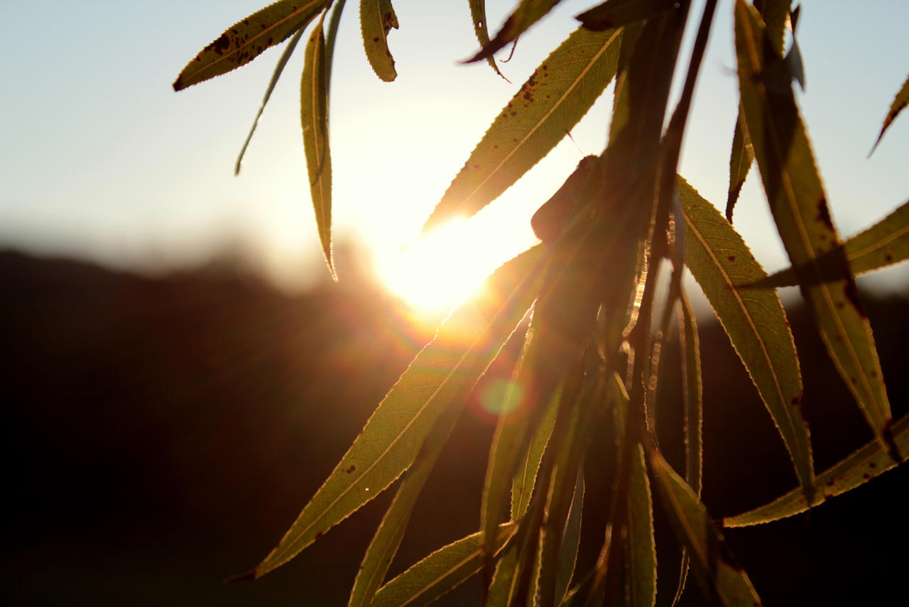 Willow in the Sun