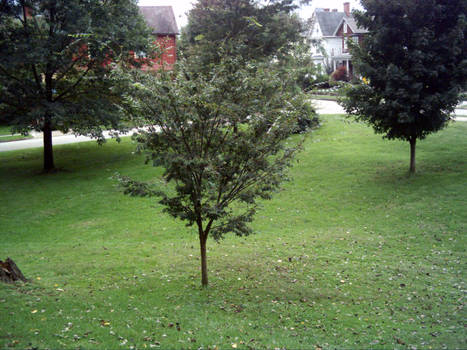 Tree in Waynesburg.