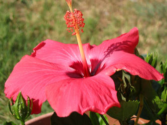 Pink hibiscus