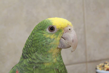 Yellow-headed amazon head shot