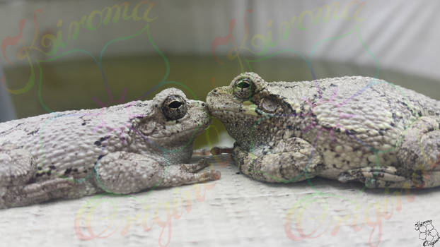 Kissing Frogs 6