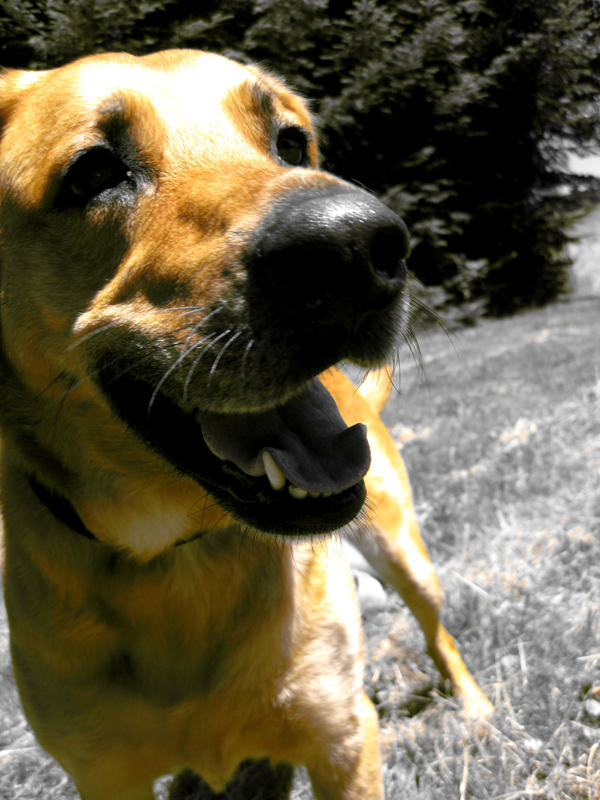 the dog wagged its tail by daehmn on DeviantArt