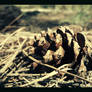 Fallen Pinecone