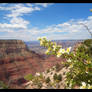 Flowers over the Canyon