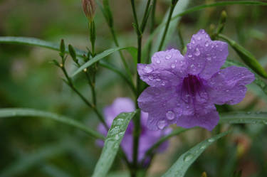 Flowers on a rainy day