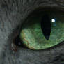 Cat's Pupil