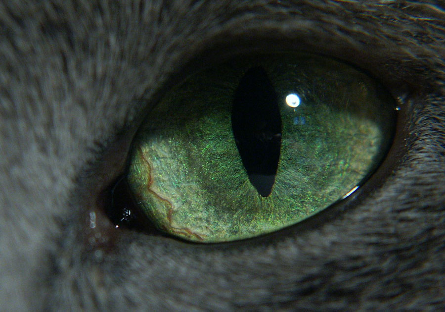 Cat's Pupil