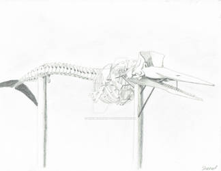 Skeleton of the Sperm Whale