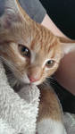 Photogenic Kitten #2 by AleshaM