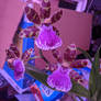 My Zygopetalum, 'Jumping Jack' is blooming 