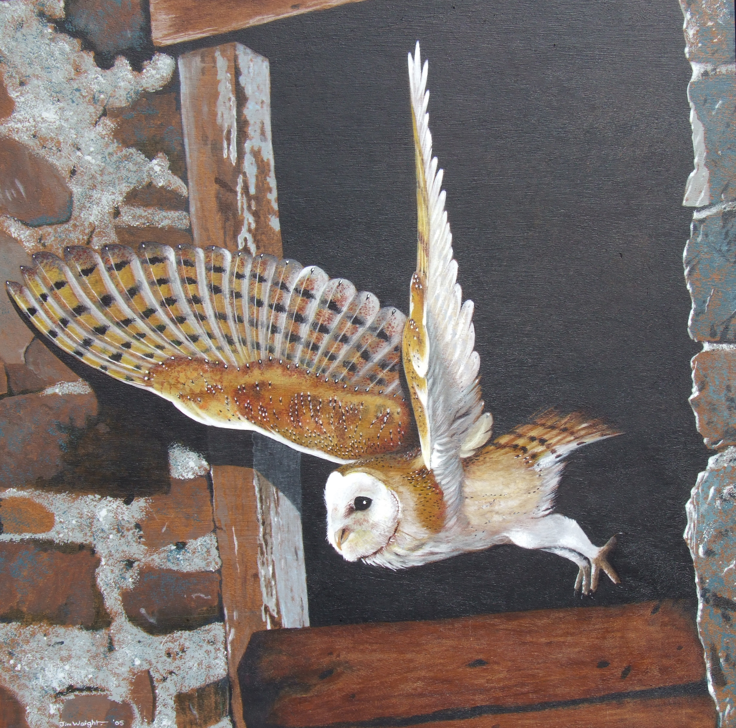 Barn Owl In Flight