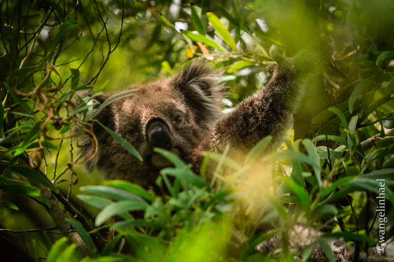 Koala