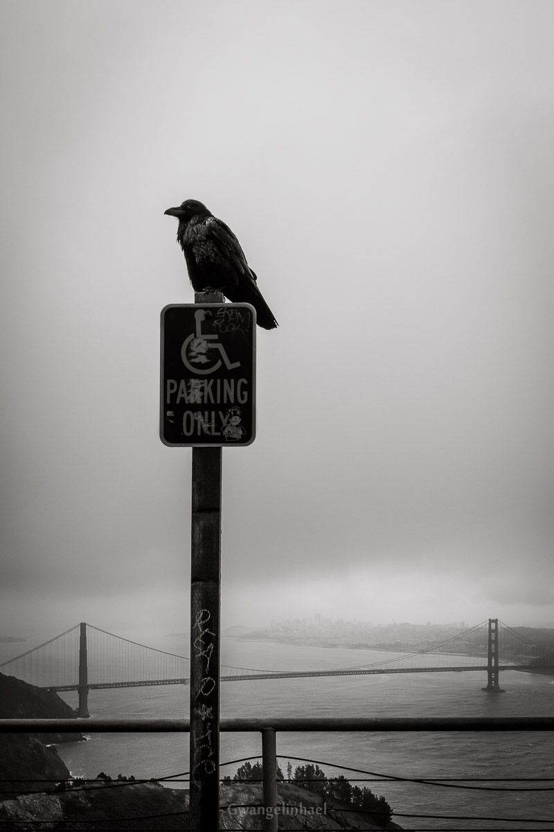 The Raven and the Golden Gate Bridge