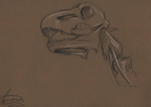 Futalognkosaurus skull