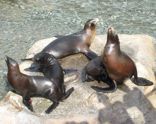 Sea Lions