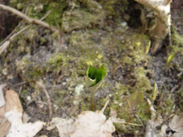 Folded Leaf