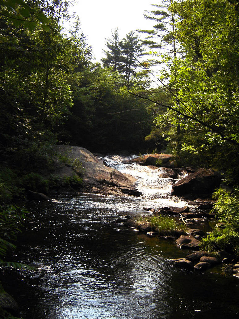 a river runs through the wood