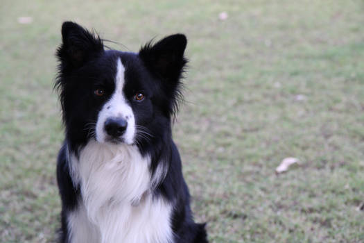 Border Collie 6