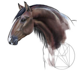 Sketch of a horse