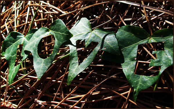 four leaf word