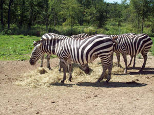 pregnant zebra