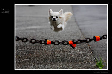 Flying chihuahua ll