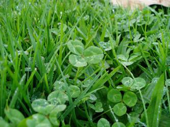 NaArMaMo 2012 Day 4 - Raindrops on clover