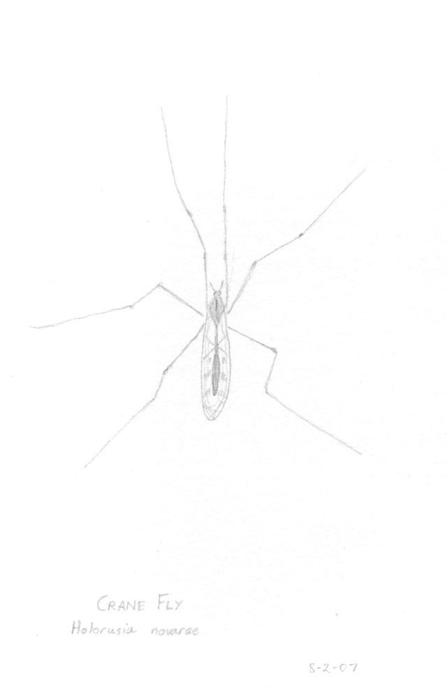 Crane fly