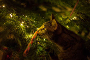 Christmas cat by Shinigamizz Christmas cat by Shinigamizz