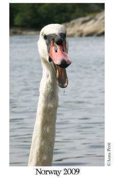 Hissing Swan