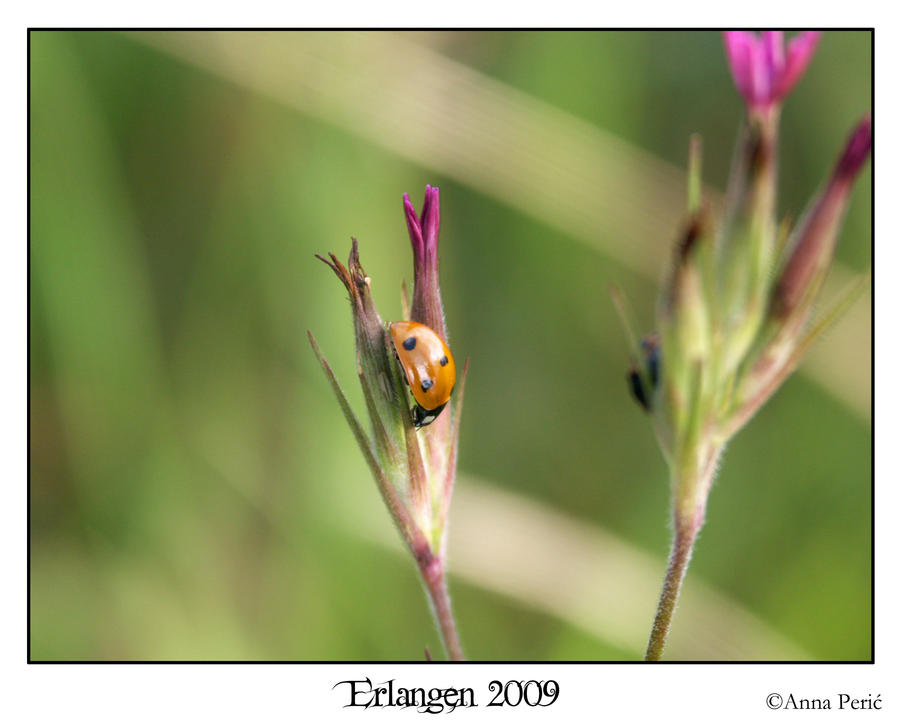 Lonely Ladybug